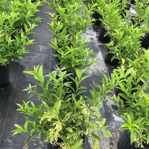 May include: A row of potted green plants with yellow flowers. The plants are in black pots and are growing in a black landscape fabric.