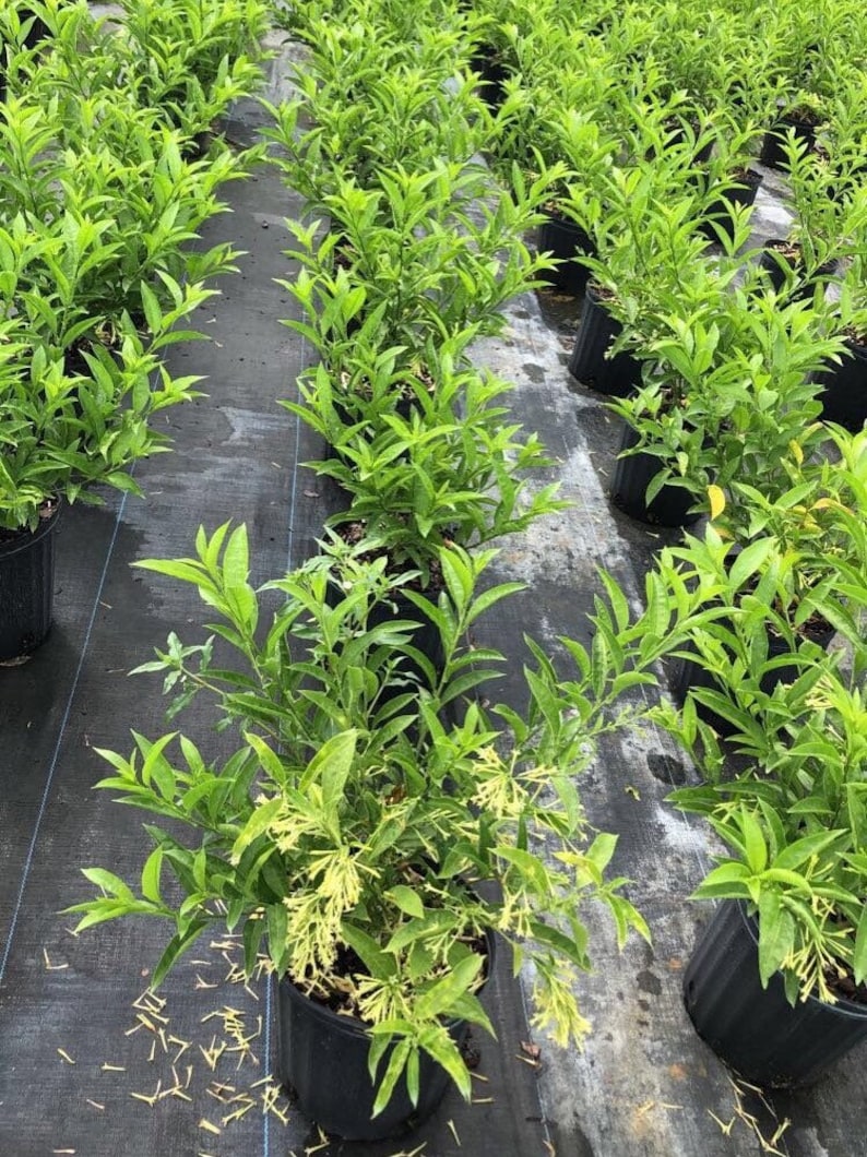 May include: A row of potted green plants with yellow flowers. The plants are in black pots and are growing in a black landscape fabric.