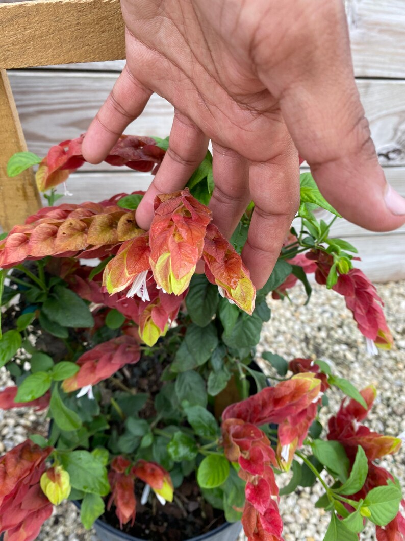 Vine Fruit Cocktail Shrimp Plant / Justicia Brandegeana 10 Etsy