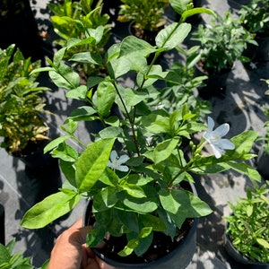 Asian Snow Wrightia antidysenterica 6 inch pot FREE Shipping East Coast and Central States image 7