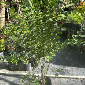 Lagerstroemia indica Crape Myrtle 8 inch pot Free shipping to Eastern and Central States List of excluded States in Description