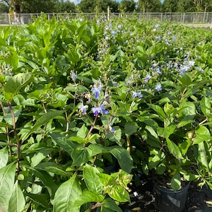May include: A field of green plants with blue and white flowers under a bright blue sky. The plants are in black pots, and the image is taken outdoors on a sunny day. The plants have large, green leaves and small, delicate flowers.