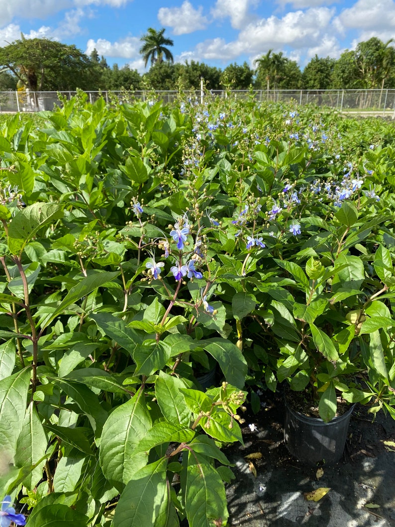 May include: A field of green plants with blue and white flowers under a bright blue sky. The plants are in black pots, and the image is taken outdoors on a sunny day. The plants have large, green leaves and small, delicate flowers.