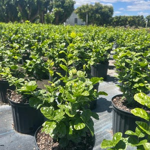 May include: A field of potted jasmine plants with green leaves and small white flowers. The plants are in black pots and are growing in a field with a blue sky in the background.