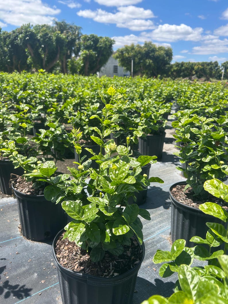 May include: A field of potted jasmine plants with green leaves and small white flowers. The plants are in black pots and are growing in a field with a blue sky in the background.