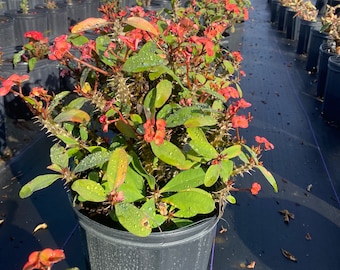 Crown of Thorns Pink Euphorbia milii 10” plant pot  FREE Shipping East Coast and Central States