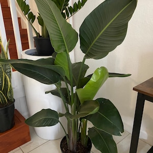 May include: A Bird of Paradise plant in a black plastic pot. The plant has large, dark green leaves with prominent veins. The plant is indoors, with other plants and a white wall in the background.