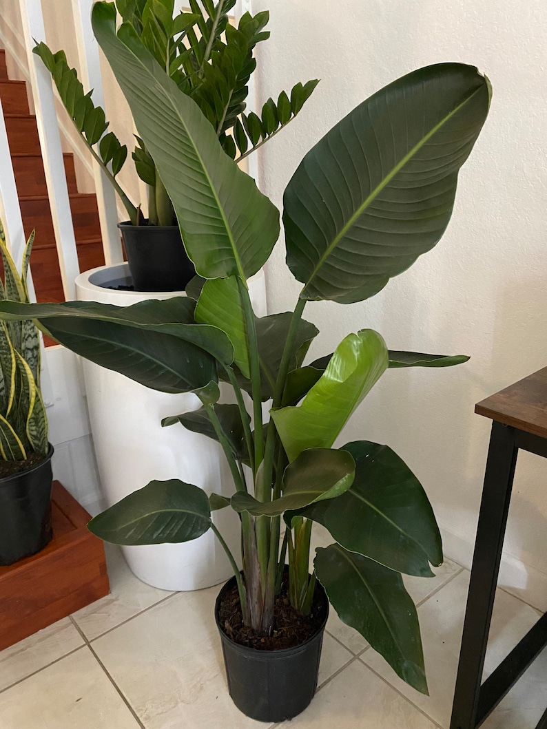 May include: A Bird of Paradise plant in a black plastic pot. The plant has large, dark green leaves with prominent veins. The plant is indoors, with other plants and a white wall in the background.