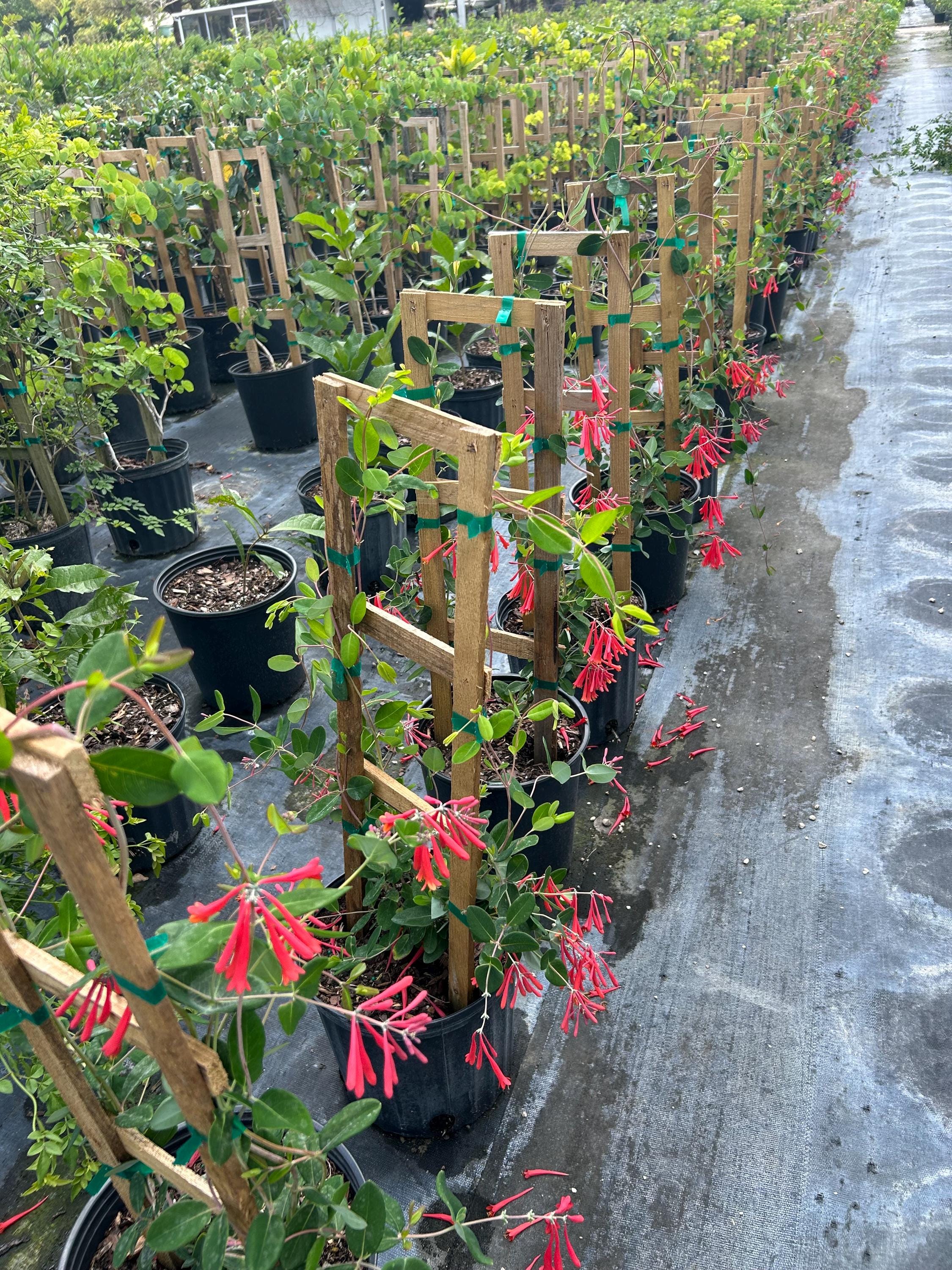 Coral Honeysuckle  Lonicera Sempervirens 10 Inch Pot, Native Climbing Vine  With Red Tubular Flowers, Hummingbird Garden Trellis Plant - Etsy