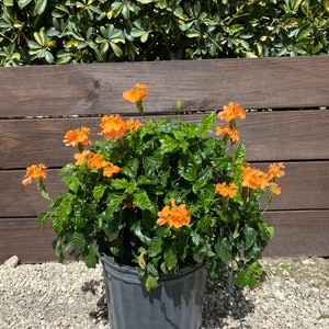May include: A potted orange flowering plant with green leaves. The plant is in a black plastic pot and is sitting on a bed of gravel.