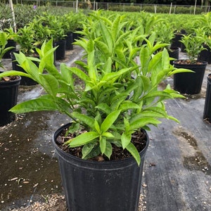 May include: A green leafy plant in a black plastic pot. The plant is surrounded by other plants in black pots.