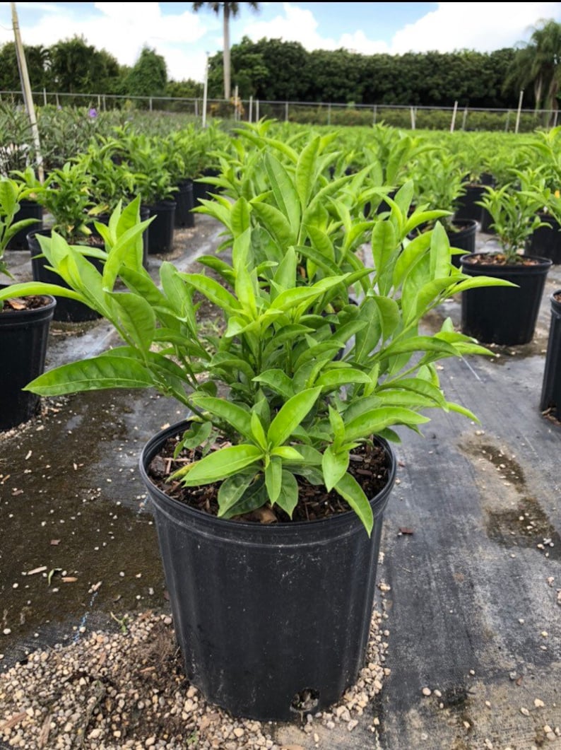 May include: A green leafy plant in a black plastic pot. The plant is surrounded by other plants in black pots.