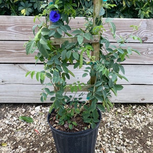 May include: A blue butterfly pea plant growing on a trellis in a black pot. The plant has green leaves and blue flowers.