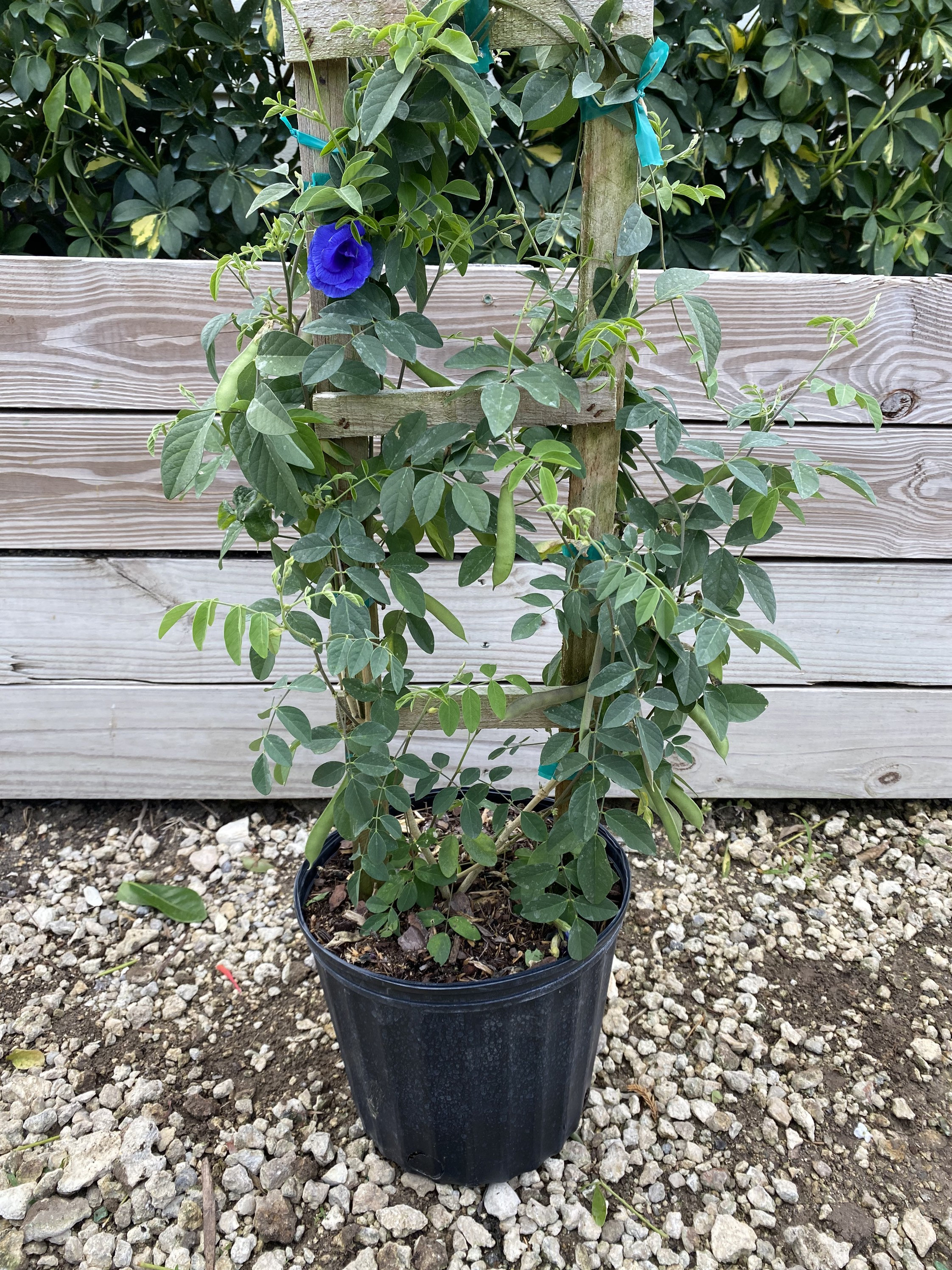 winter clematis plants Clematis 'Jingle Bells' – Evergreen winter-flowering climber – Groh Plants main image 0