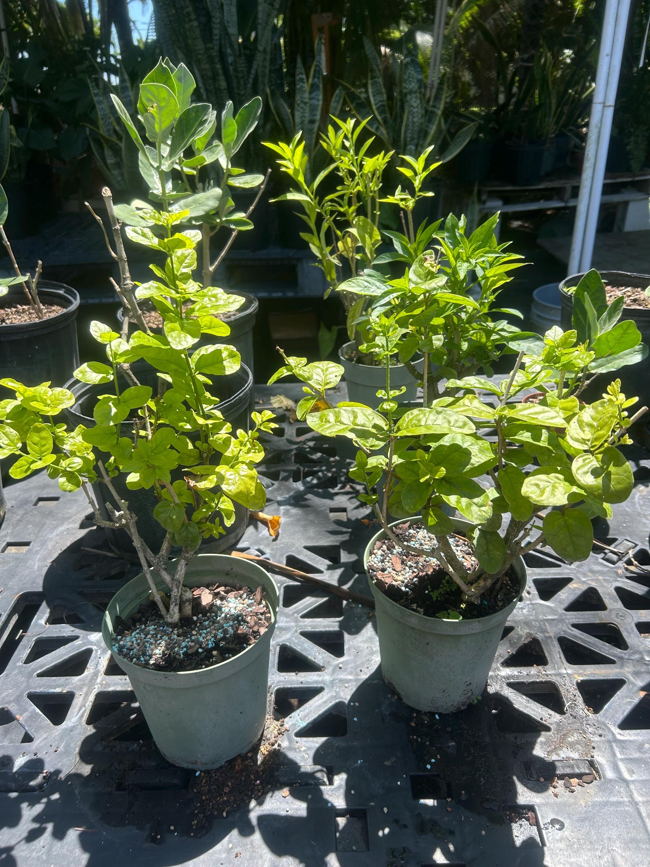 Grand Duke of Tuscany Jasmine – Jasminum Sambac 6 Inch Pot, Double