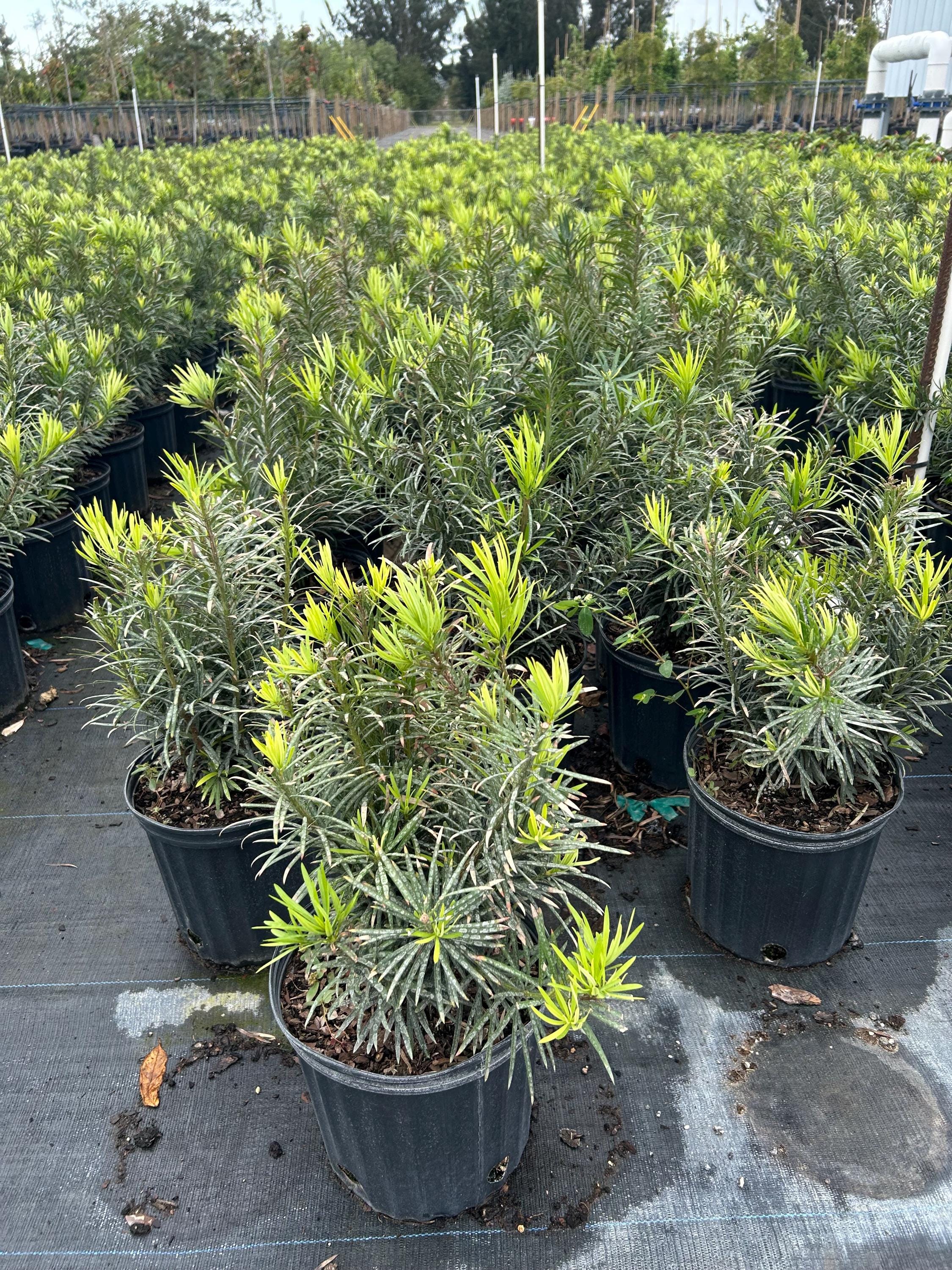 Podocarpus Maki  Podocarpus Macrophyllus 10 Inch Pot, Evergreen Privacy  Shrub, Sun & Shade Tolerant Landscape Plant - Etsy