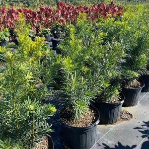 Podocarpus Maki Podocarpus macrophyllus 10 inch pot FREE Shipping East Coast and Central States image 3