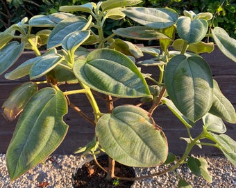 Tibouchina eteromalla Silver Leafed Princess Flower 10” inch pot