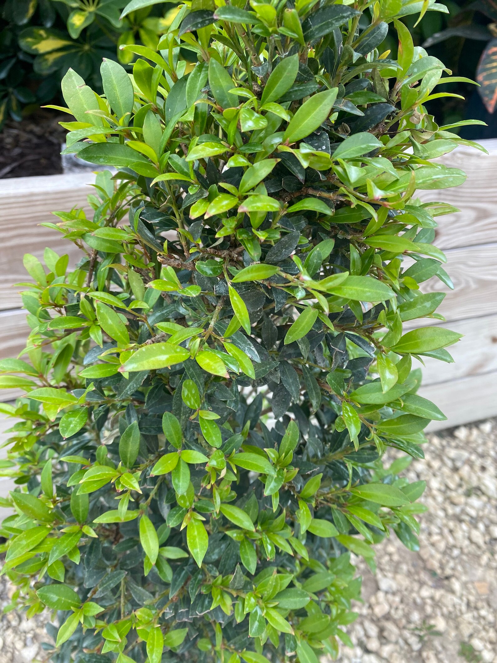 10 inch pot Eugenia myrtifolia Topiary Cone Shape | Etsy