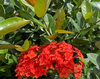 Ixora Maui Red Ixora Coccinea 10” inch pot  FREE Shipping East Coast and Central States