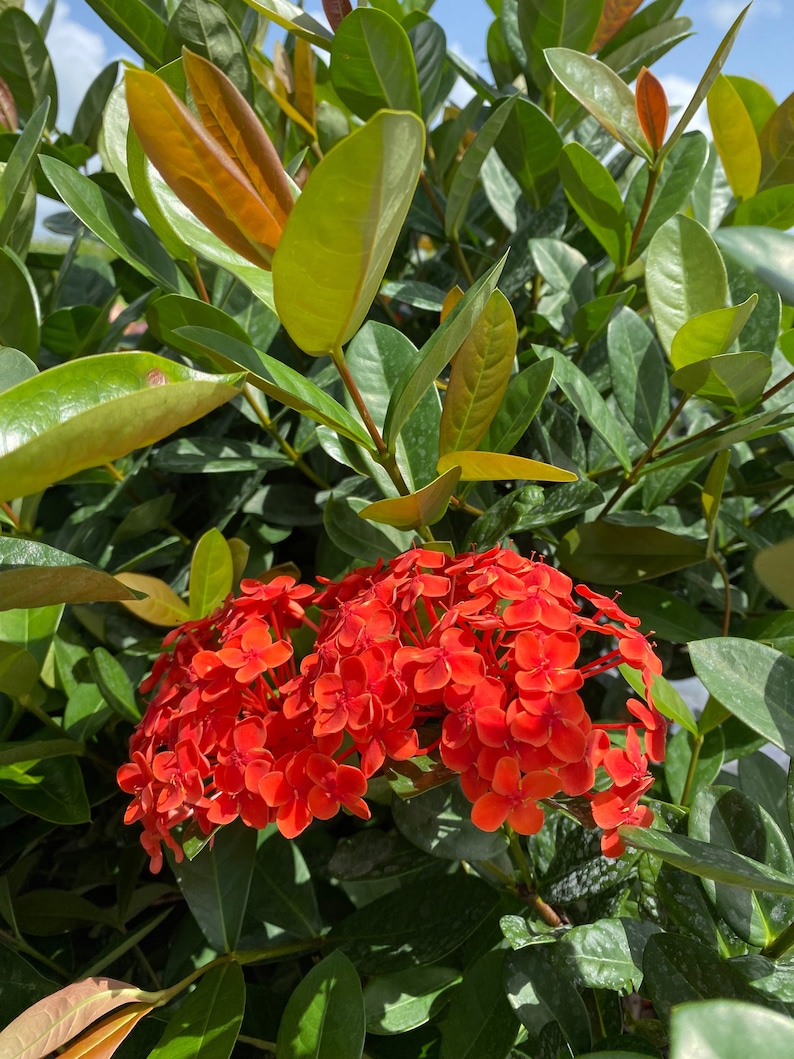 Ixora Maui Red Ixora Coccinea 10 inch pot FREE Shipping East Coast and Central States image 1