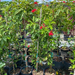 Jatropha integerrima red Peregrina Spicy Jatropha standard TREE FORM 10 inch pot FREE Shipping East Coast and Central States image 6