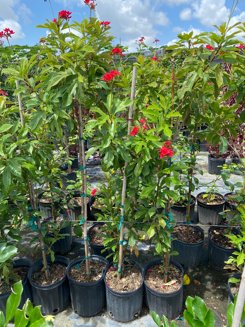 Jatropha integerrima red Peregrina Spicy Jatropha standard TREE FORM 10 inch pot FREE Shipping East Coast and Central States image 6