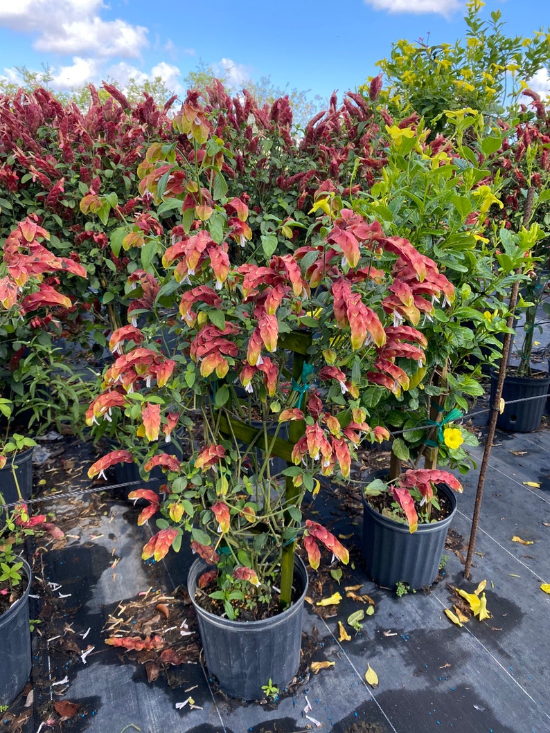 Vine Fruit Cocktail Shrimp Plant / Justicia Brandegeana 10 Etsy