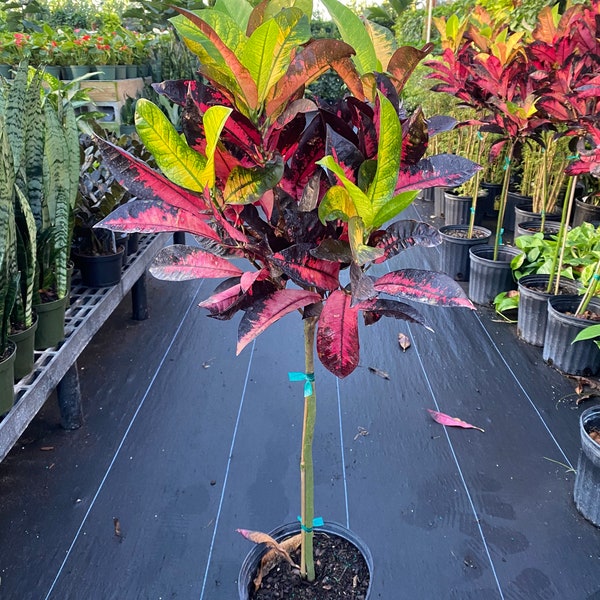 Codiaeum variegatum ‘Icetone’ Standard TREE FORM 10” inch pot FREE Shipping East Coast and Central States