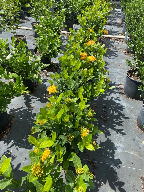 Ixora Maui Yellow Ixora Coccinea 10 inch pot FREE Shipping - Etsy Italia