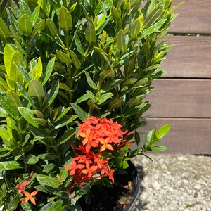 Ixora Taiwanese Red Dwarf Ixora 10 inch pot FREE Shipping East Coast and Central States image 3