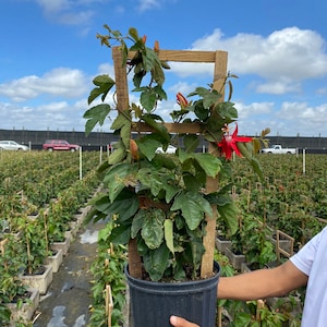 Red Passion vine trellis Passion flower 10 inch pot -This Plant does not fruit~ Free shipping to Eastern and Central States only.