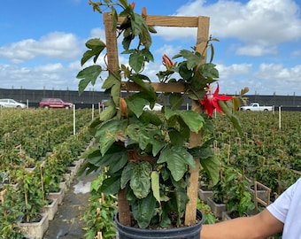 Red Passion vine in trellis passionflower 10” pot This Plant does not fruit FREE Shipping East Coast and Central States