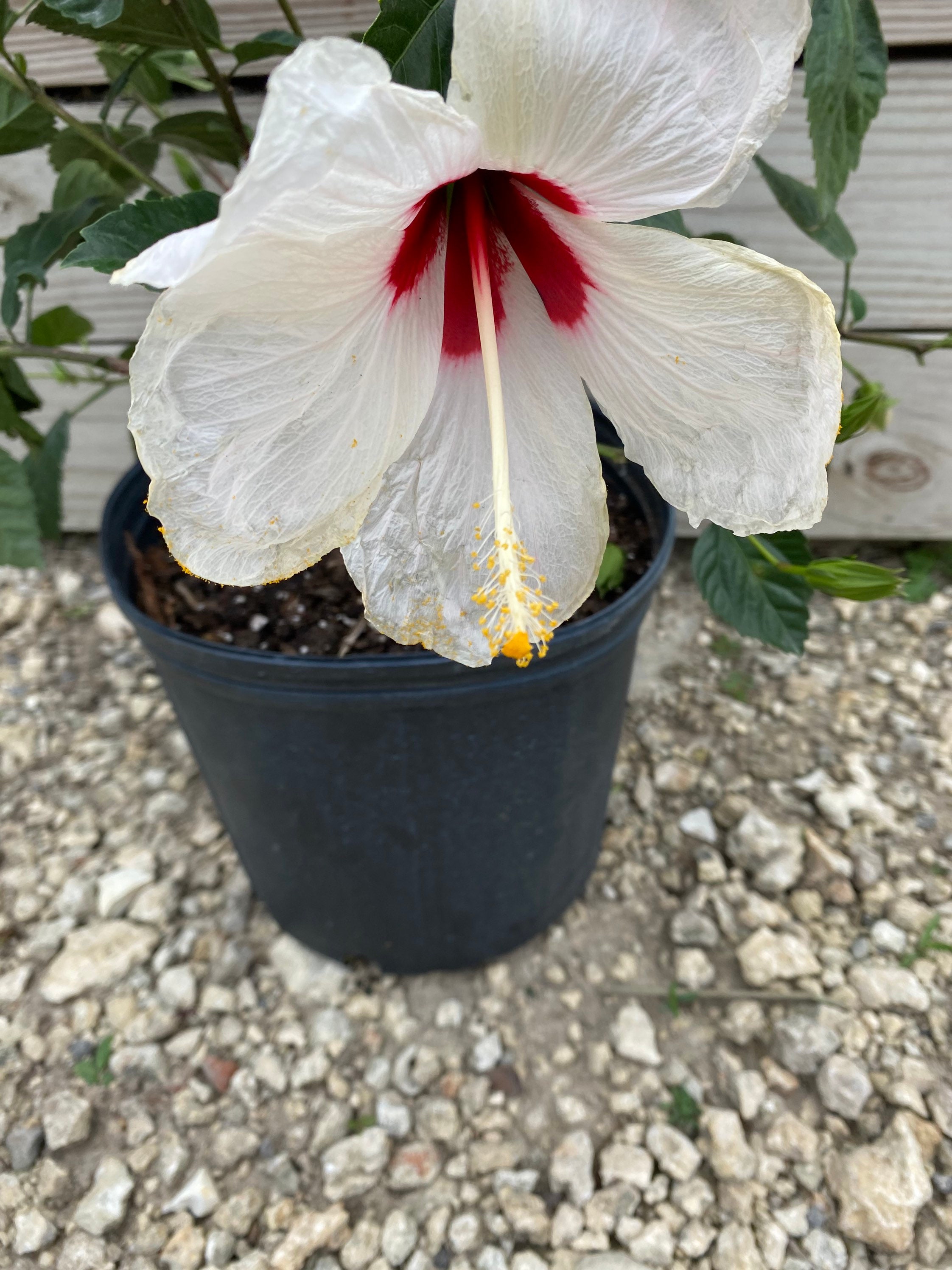 Hibiscus 'white Wing' 10” Inch Pot Free Shipping to Eastern Hibiscus 'white Wing' 10” Inch Pot Free Shipping to Eastern