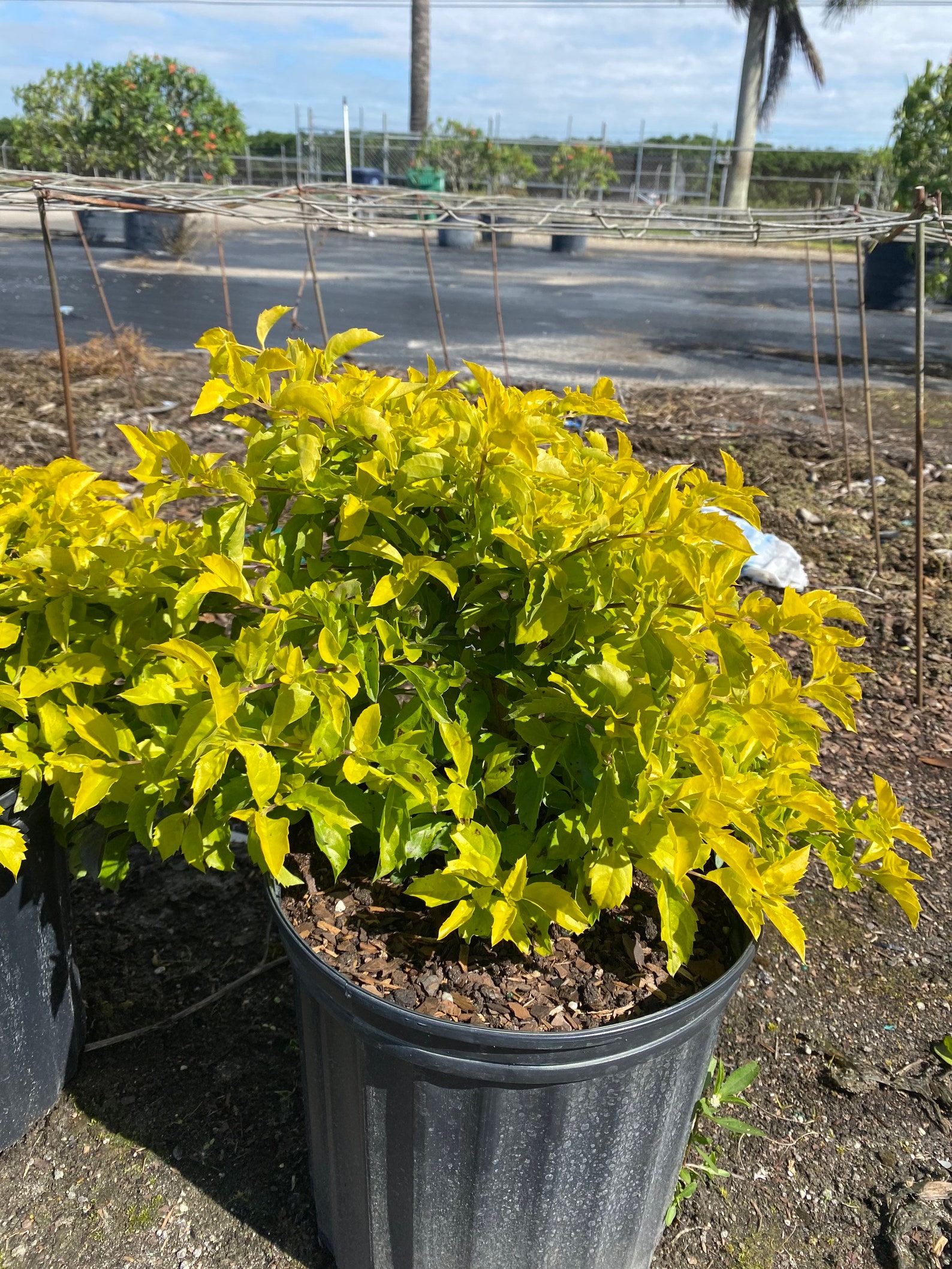 Gold Mound Duranta – Duranta Repens 10 Inch Pot, Golden Foliage Shrub