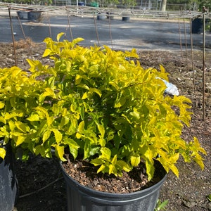 Gold Mound Duranta repens 10 inch pot FREE Shipping East Coast and Central States image 5