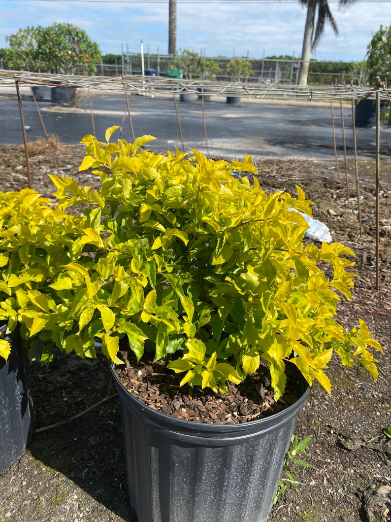Gold Mound Duranta repens 10 inch pot FREE Shipping East Coast and Central States image 5
