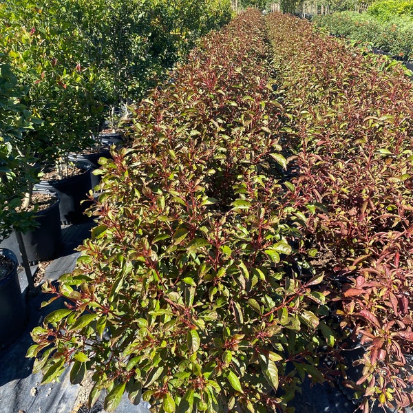 Firebush  Hamelia patens 14” inch pot  FREE Shipping East Coast and Central States