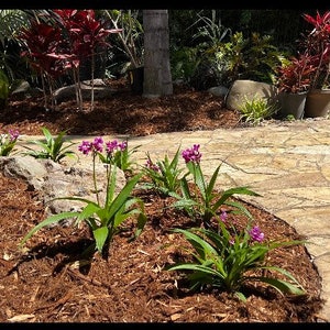 Purple Ground Orchid Spathoglottis plicata 10 inch pot image 7