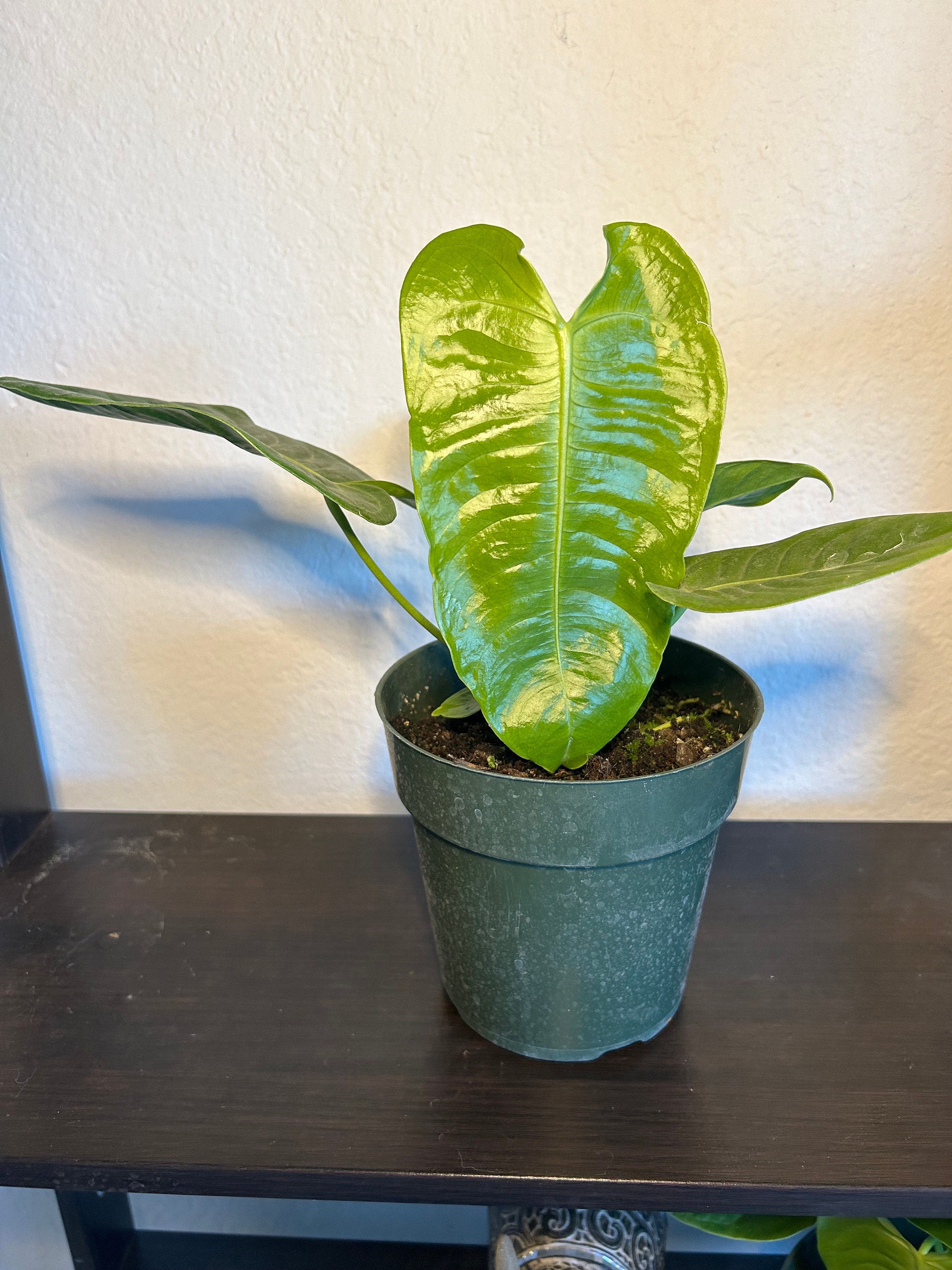 Anthurium Veitchii Narrow - Etsy Anthurium Veitchii Narrow - Etsy
