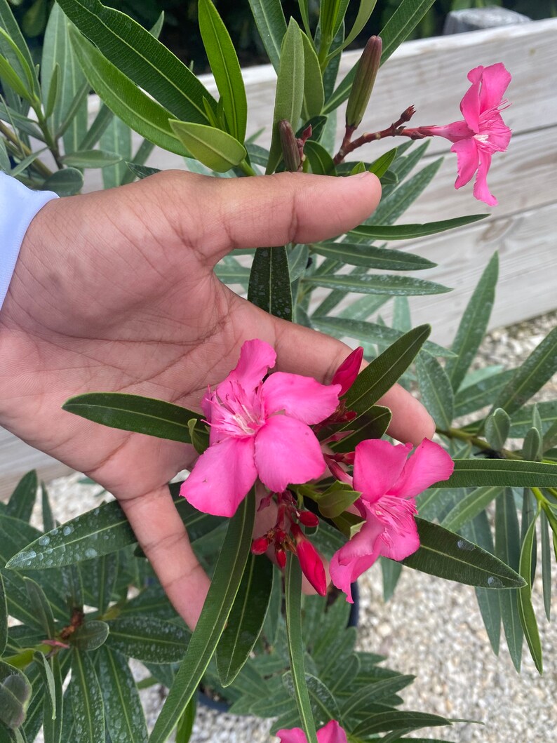 Oleander Calypso Pink Nerium Oleander 10 Inch Pot Etsy