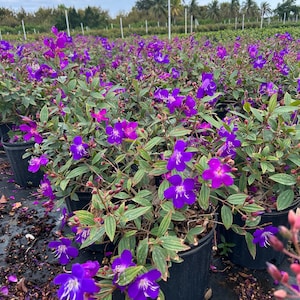 Dwarf Glory bush Tibouchina lepidota 10 inch potFree shipping to Eastern and Central States List of excluded States in Description