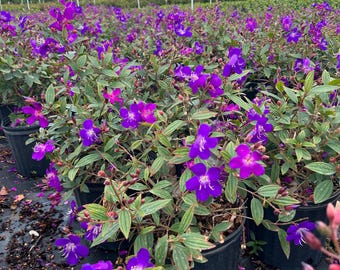 May include: A field of purple flowering plants in black pots. The plants are in full bloom with vibrant purple flowers.