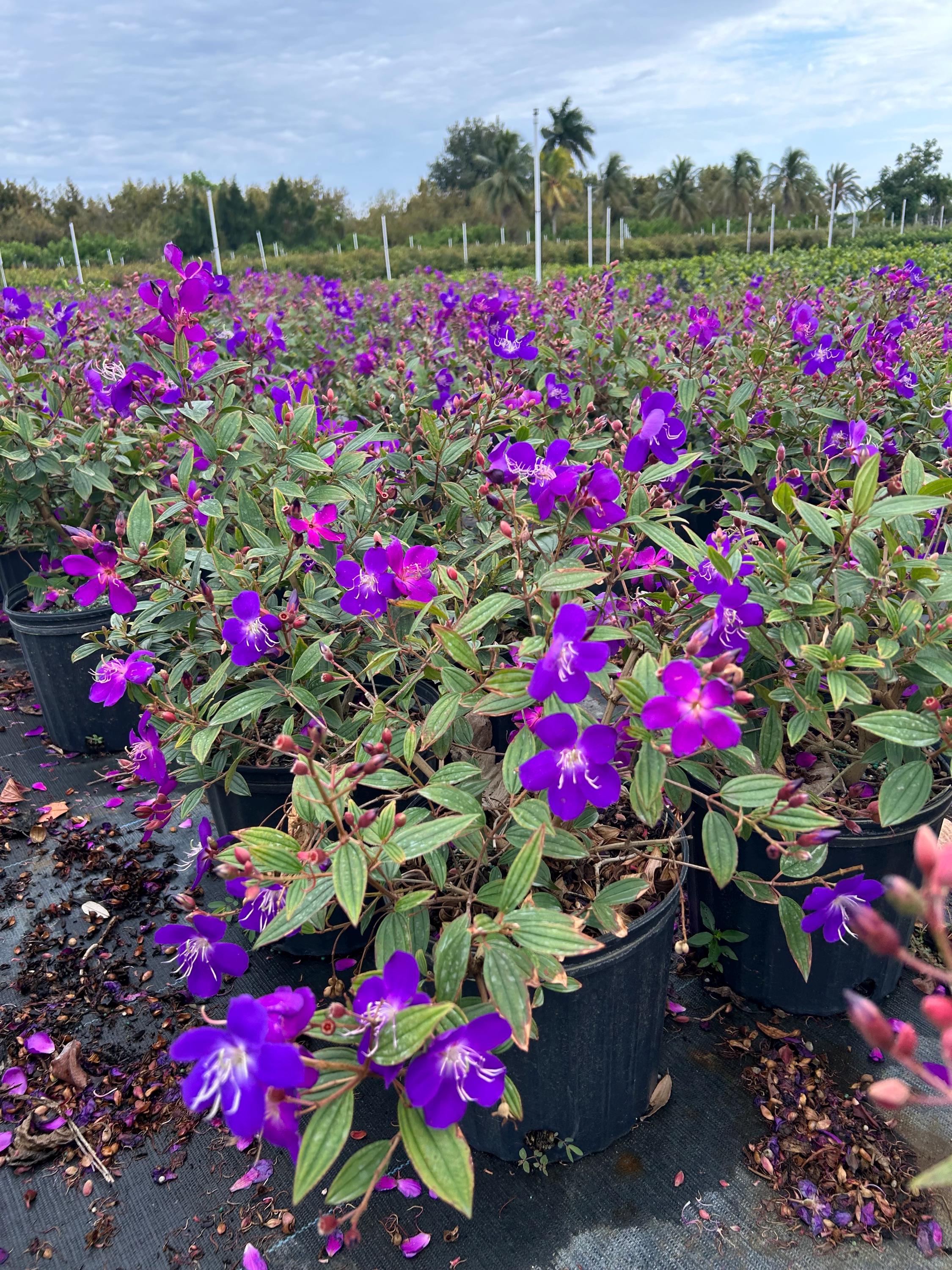 Dwarf Glory Bush  Tibouchina Lepidota 10 Inch Pot, Purple Flowering  Tropical Shrub, Sun-loving Landscape Accent Plant - Etsy