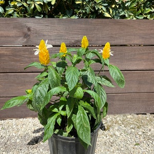 Yellow Shrimp Plant Pachystachys lutea Golden Shrimp plant 10 inch pot FREE Shipping East Coast and Central States image 9