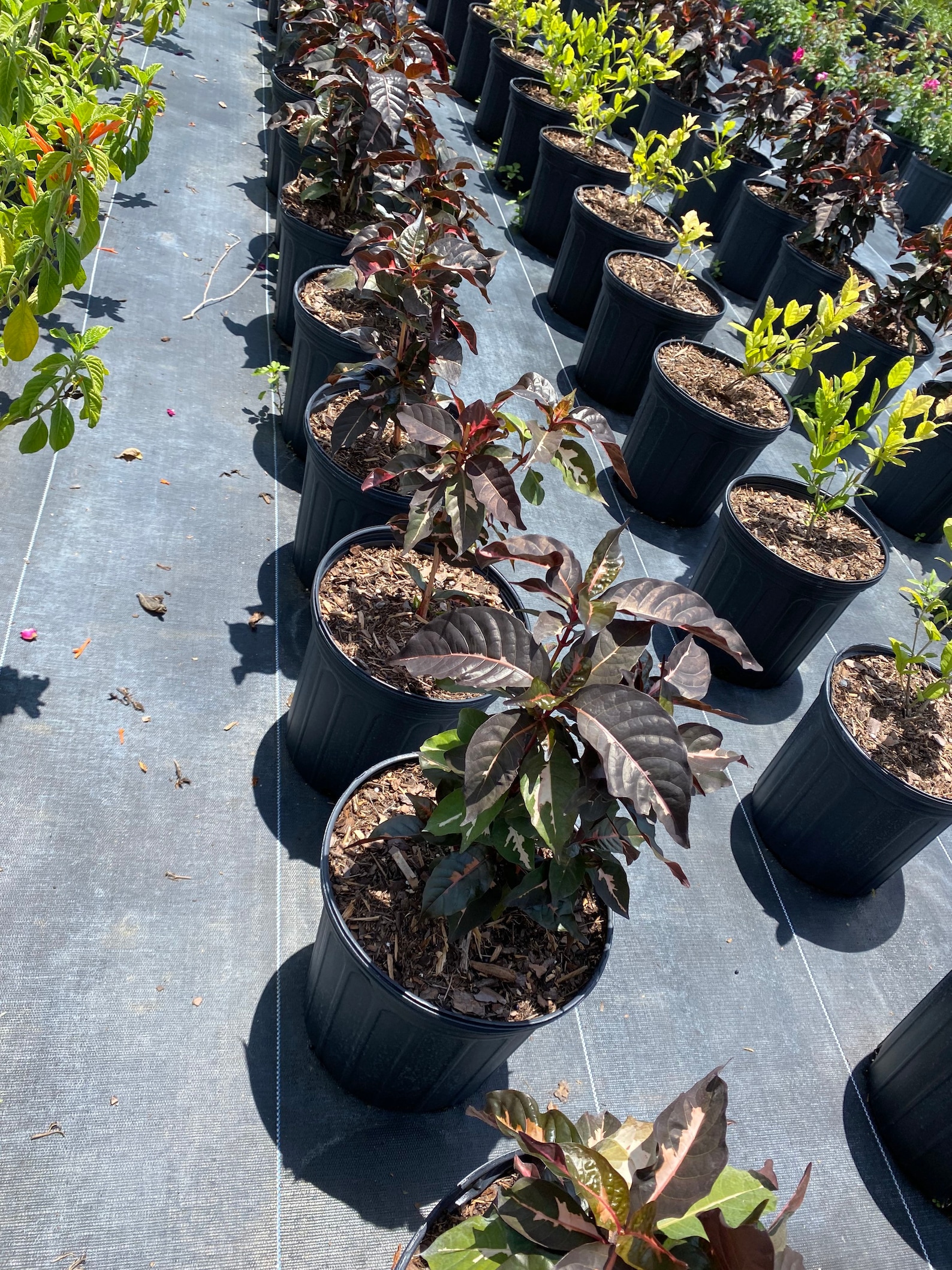 Jamaican Croton Chocolate Caricature Croton 10 Inch Pot Etsy