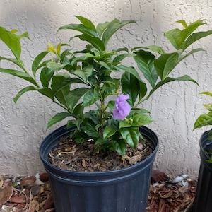 Yesterday Today and Tomorrow Brunfelsia pauciflora floribunda BUSH FORM 10 inch pot FREE Shipping East Coast and Central States image 3