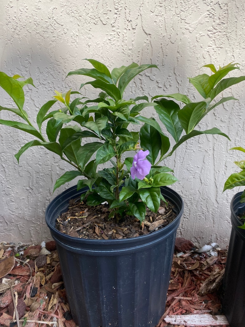 Yesterday Today and Tomorrow Brunfelsia pauciflora floribunda BUSH FORM 10 inch pot FREE Shipping East Coast and Central States image 3