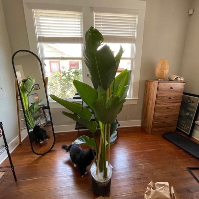 May include: A large Bird of Paradise plant with broad, green leaves stands in a clear pot. The plant is in a room with a full-length mirror, a wooden dresser, and a black cat. The room has hardwood floors and natural light.