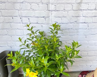 May include: A potted Allamanda plant with glossy green leaves and bright yellow trumpet-shaped flowers. The plant is housed in a black plastic nursery container, positioned between a pair of grey rubber boots and a straw hat.